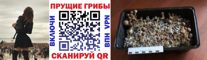 Галлюциногенные грибы Psilocybe  Купить закладки  Красавино 